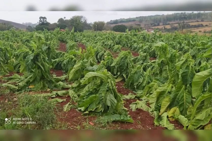  Lavouras de Fumo foram prejudicadas pelo temporal 