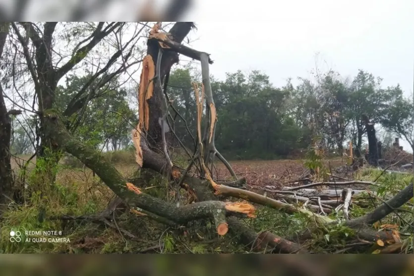  Muitas árvores caíram durante o temporal desta madrugada 