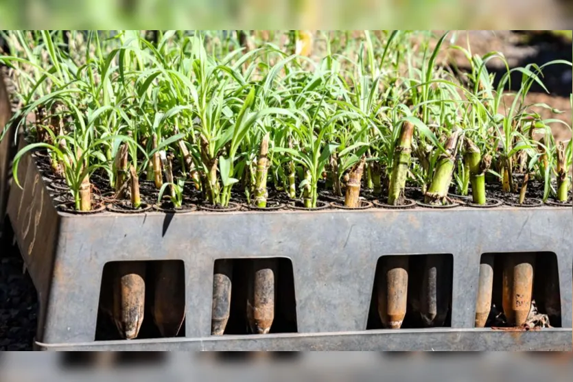  O Terra Forte, iniciado em 2014, já atua nos segmentos da fruticultura e cafeicultura 