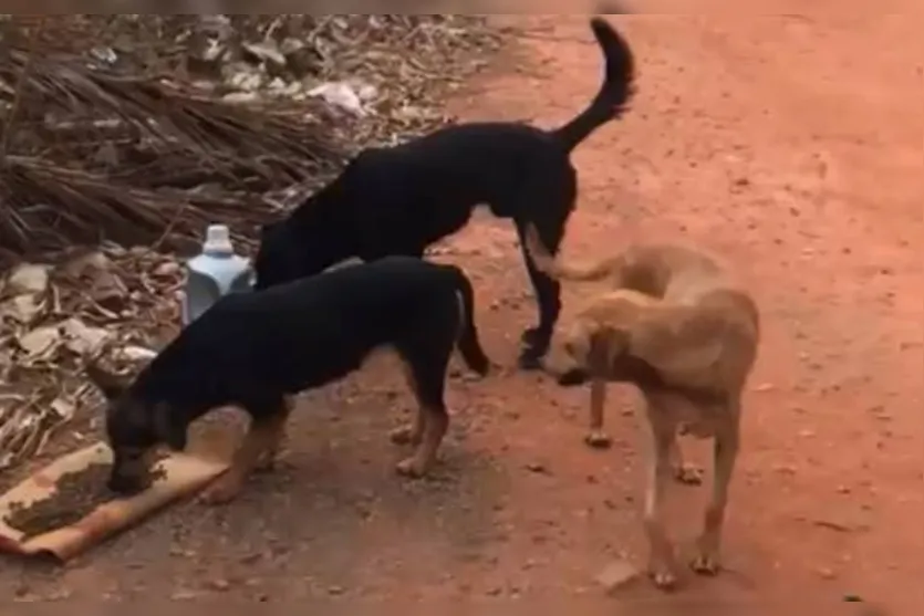 Pai é atacado por matilha de cães ao defender filha de 5 anos