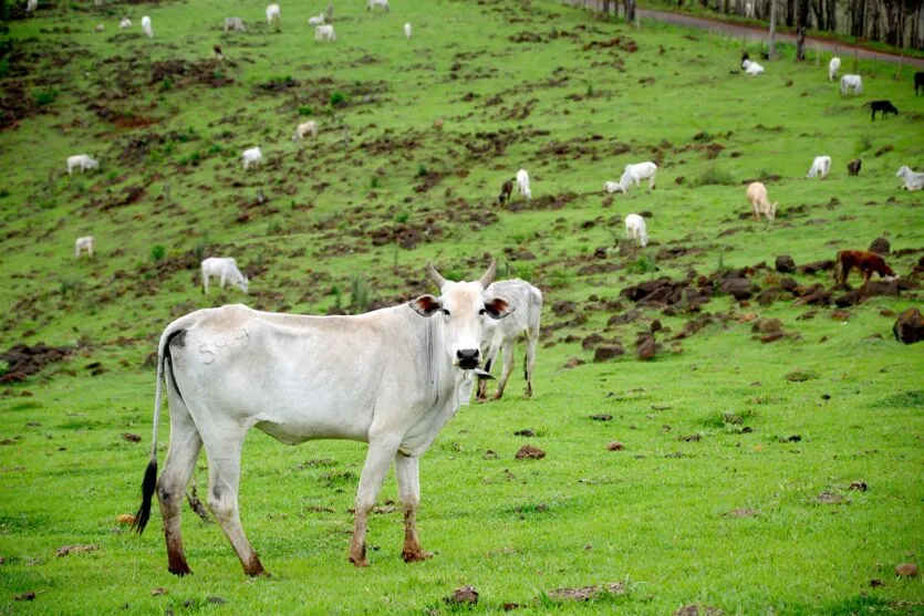  Rebanho de bovinos caiu de 398.136 cabeças para 358.121, uma redução de 10%.na região 