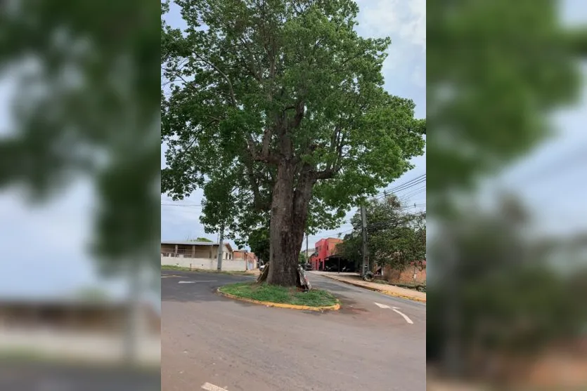  Rotatória foi construída em volta da paineira na zona norte de Apucarana 