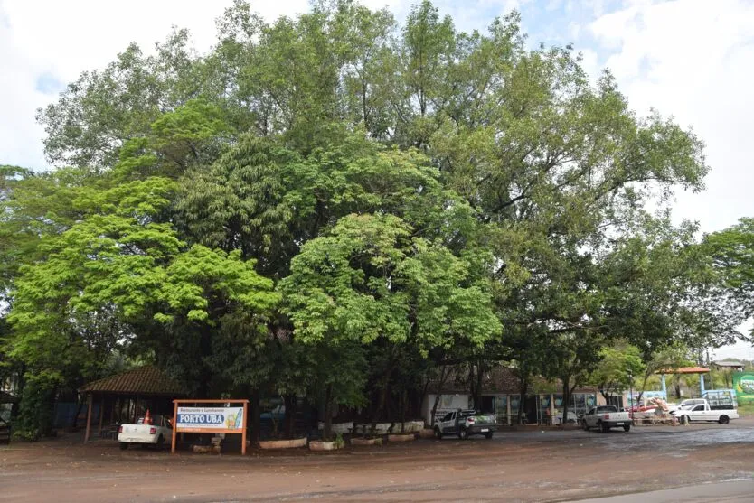  Seringueira do Distrito de Porto Ubá é famosa em todo Vale do Ivaí 