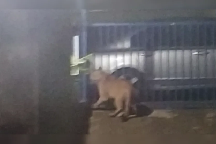  Animal permaneceu por 10 minutos perto do portão da casa 