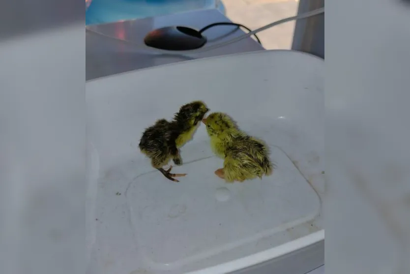  Apesar de terem sido resgatadas com vida, as quatro aves acabaram morrendo 