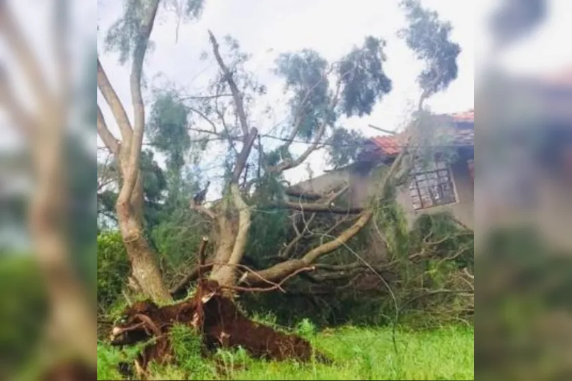  Árvores caíram em vários pontos da cidade no sábado 