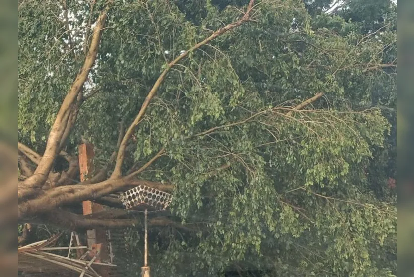  Árvores foram derrubadas em Mauá da Serra com a força do vento 