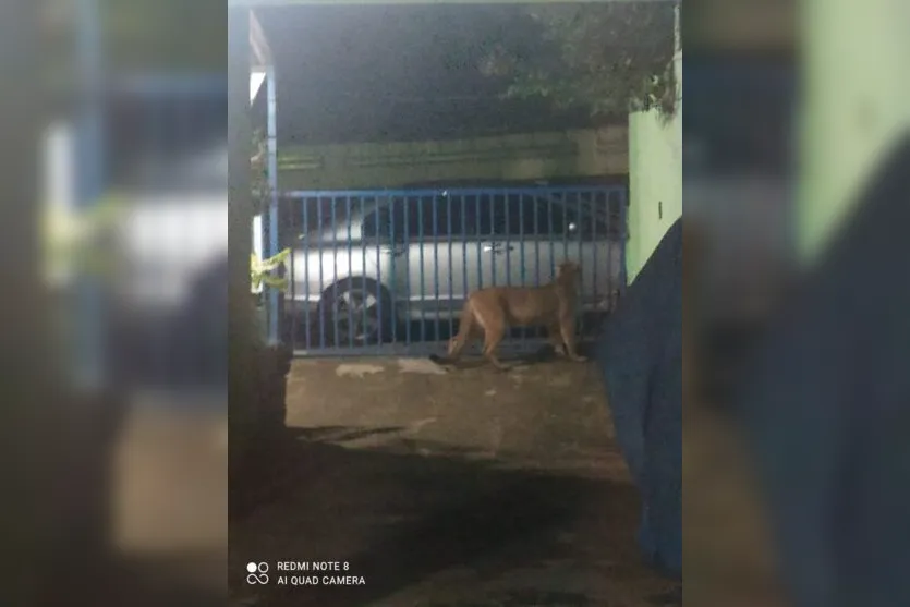  As aparições destes felinos na região são recorrentes 