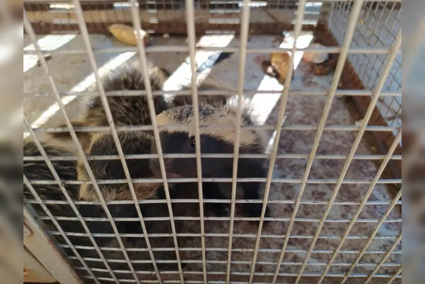Cães matam fêmea e GM de Arapongas resgata três filhotes de furão