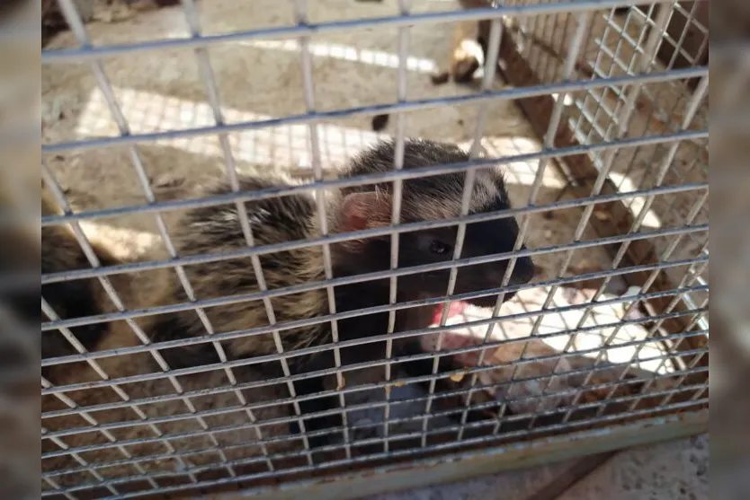 Cães matam fêmea e GM de Arapongas resgata três filhotes de furão