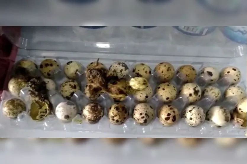  Especialista afirmam que o calor de aproximadamente 37º C provocou a eclosão dos ovos 