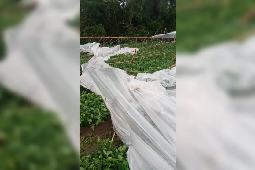  Estufas de tomate foram prejudicadas pela chuva em Faxinal 