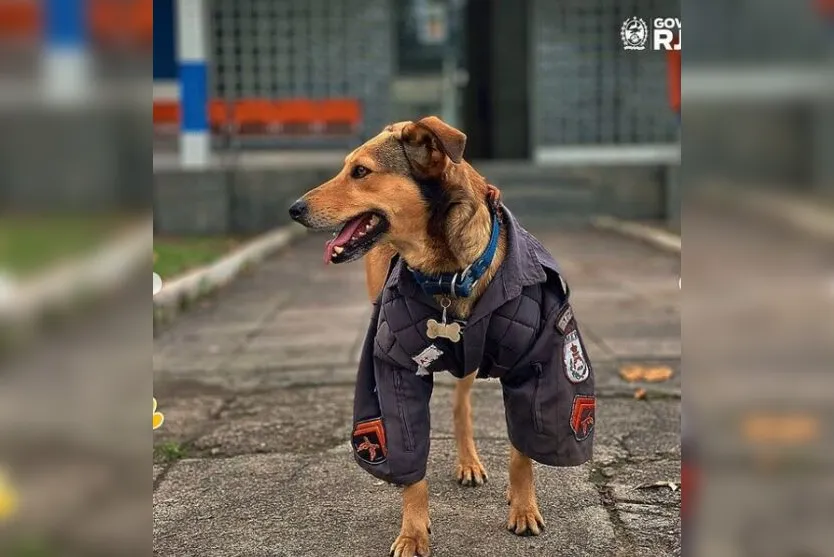  O animalzinho faz sucesso nas redes sociais 