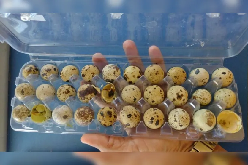  O caso aconteceu no município de Campo Maior, a 80 quilômetros de Teresina, no Piauí 