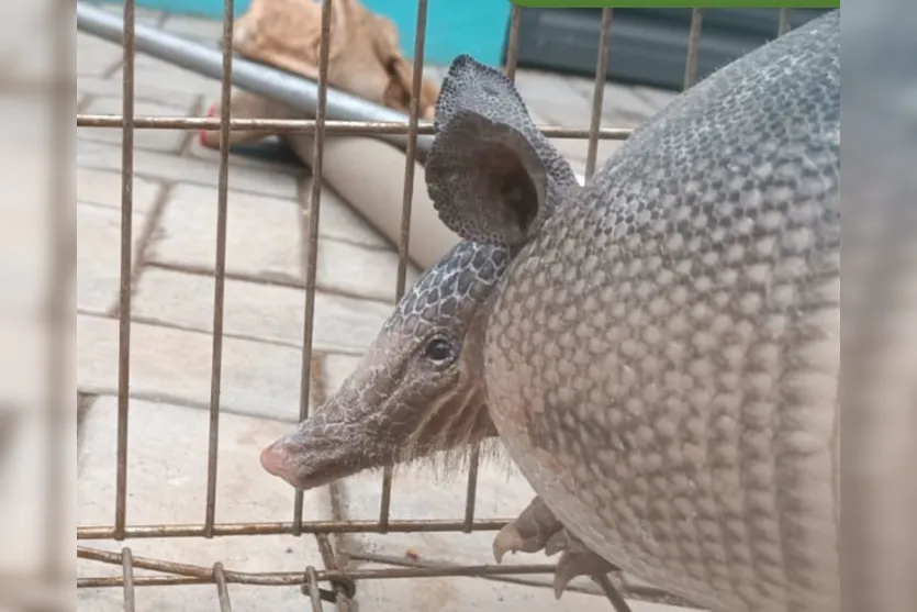  O tatu foi resgatado na manhã desta quinta (13) em uma quadra de beach tênis em Apucarana 