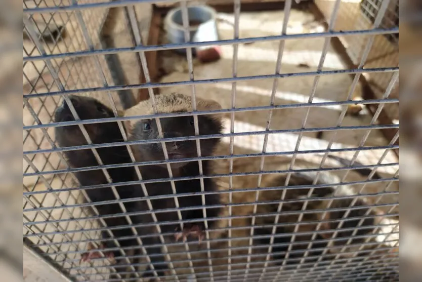  Os filhos de furão-pequeno foram resgatados depois que a mãe foi morta por cães 