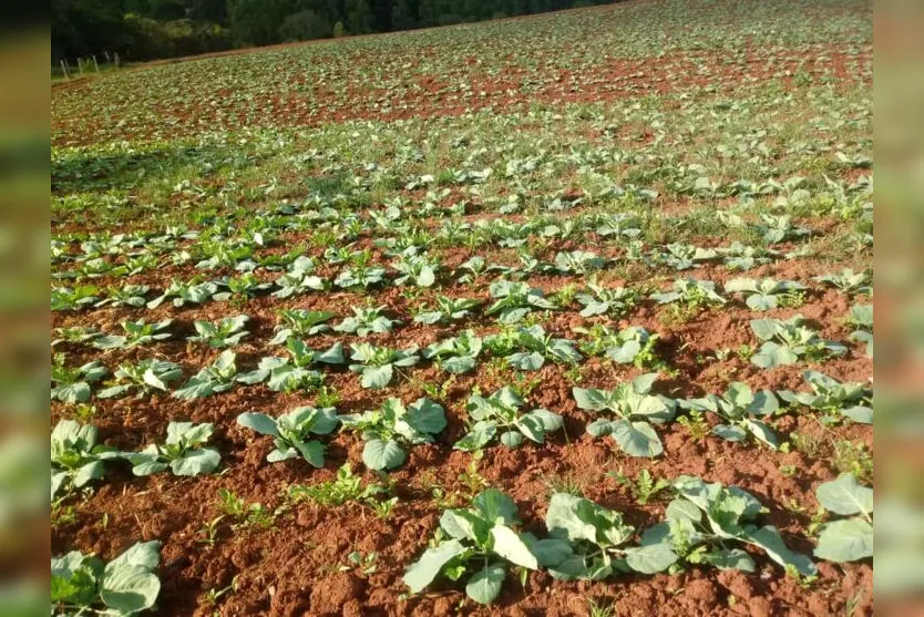  Os produtores de hortaliças, em especial, esperam impactos "dramáticos" na atividade 