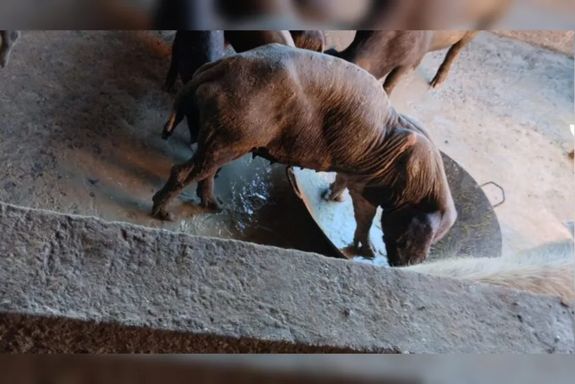 Sítio é multado em R$ 100 mil no PR; animais estavam desnutridos