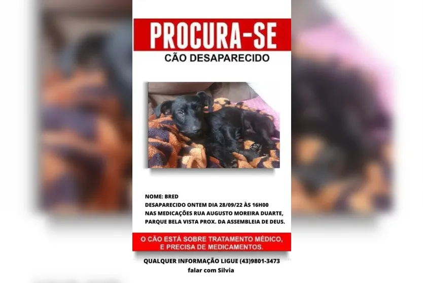 Tutora tenta encontrar Bred, cão doente que desapareceu em Apucarana