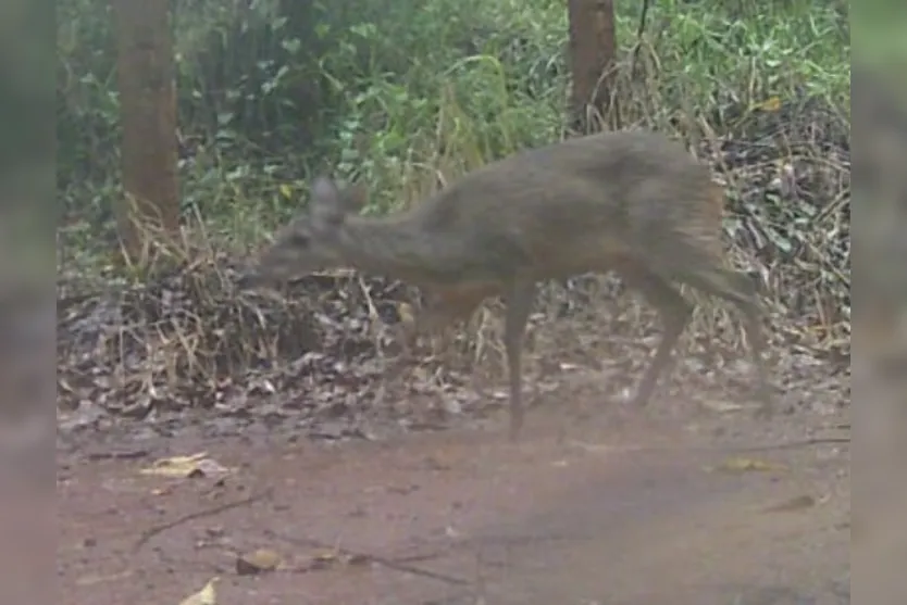 Veado-catingueiro surge em câmera 'trap' pela área rural de Mauá