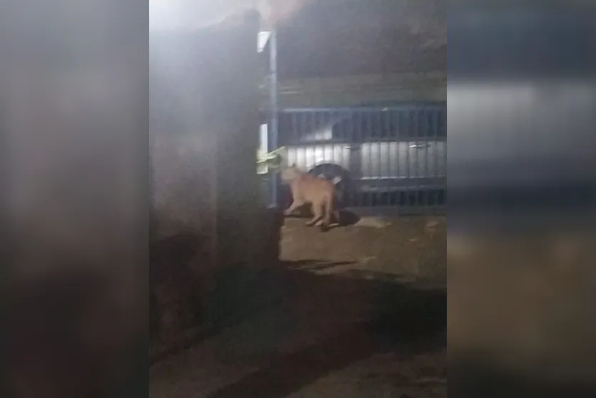  felino foi registrado na região, dessa vez no município de Kaloré 