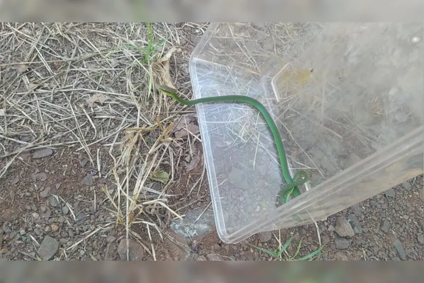  A Guarda Municipal foi chamada e capturou a cobra 