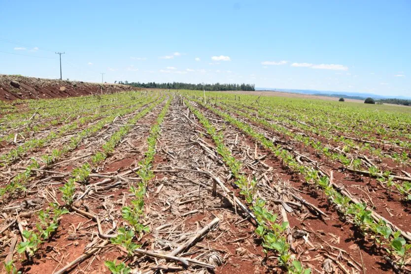  A projeção de área plantada com a soja para esta temporada é levemente maior que na safra 2021/2022 