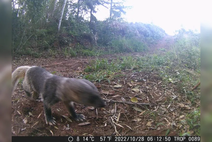 Câmera 'trap' flagra animal raríssimo em Mauá da Serra