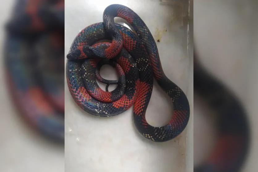  É muito fácil confundir as espécies e a coral verdadeira é extremamente perigosa e venenosa 