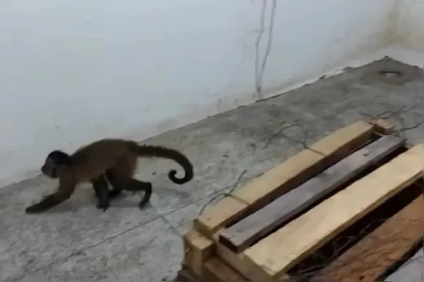  Macaco-prego viralizou após ser visto lavando louça e afiando faca 