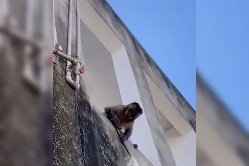 Macaco visto lavando louça e amolando faca é resgatado