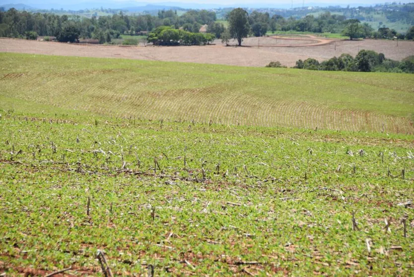  Na região de  Ivaiporã o plantio evoluiu  nesta semana, e atingiu cerca de 65% da área prevista. 