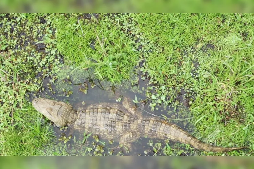  O Biólogo de Apucarana Fernando Felipe flagrou um Jacaré-do-Papo-Amarelo em um açude na região 