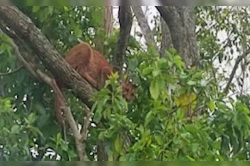  O animal estava  em uma árvore na Rua Mal. Cândido Rondon, no Jardim Zeballos. 