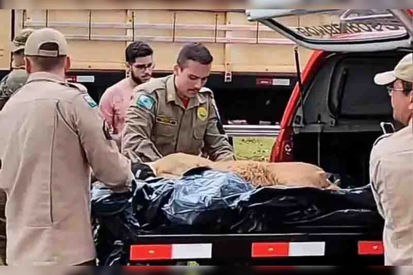  O felino foi encontrado por moradores, próximo ao meio-dia 