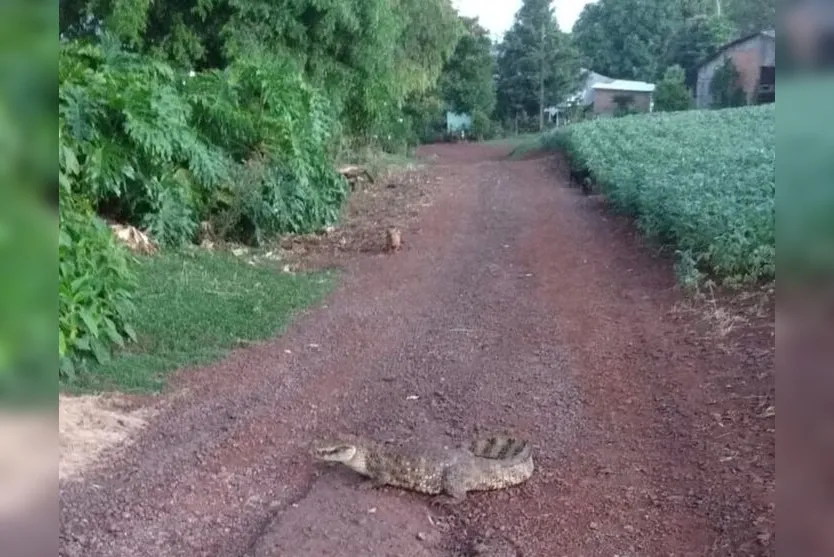  Os moradores da propriedade acordaram e se depararam com o animal na propriedade 