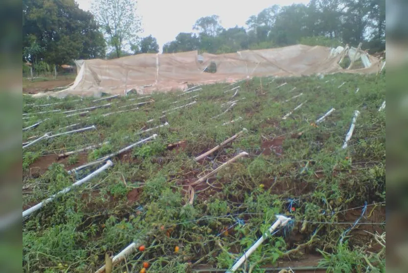  Pelo menos 50 estufas foram destruídas nos dois temporais que atingiram Mauá da Serra em outubro 