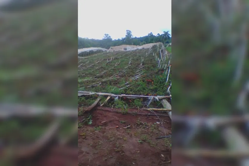  Pelo menos 50 estufas foram destruídas nos dois temporais que atingiram Mauá da Serra em outubro 