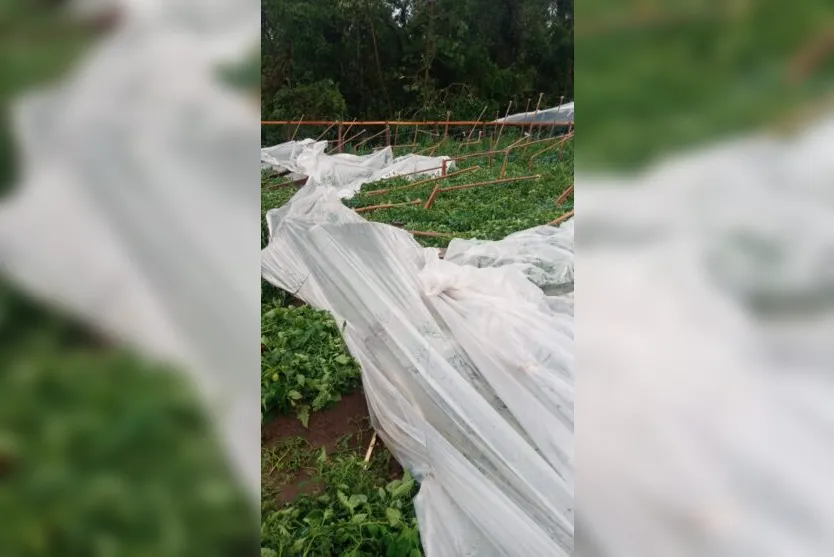  Pelo menos 50 estufas foram destruídas nos dois temporais que atingiram Mauá da Serra em outubro 