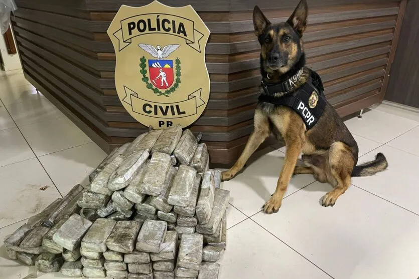  Ações com cães policiais da PCPR apreenderam mais de 10 toneladas de drogas em 2022 - 