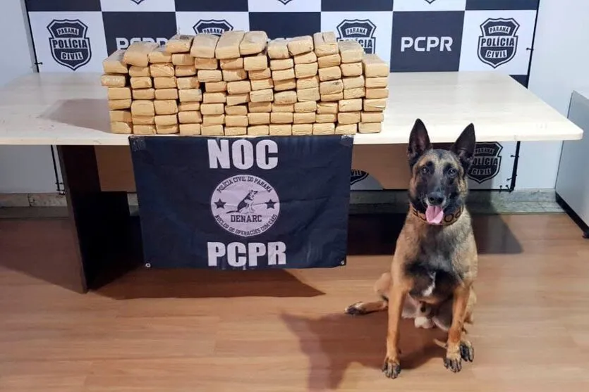  Ações com cães policiais da PCPR apreenderam mais de 10 toneladas de drogas em 2022 - 