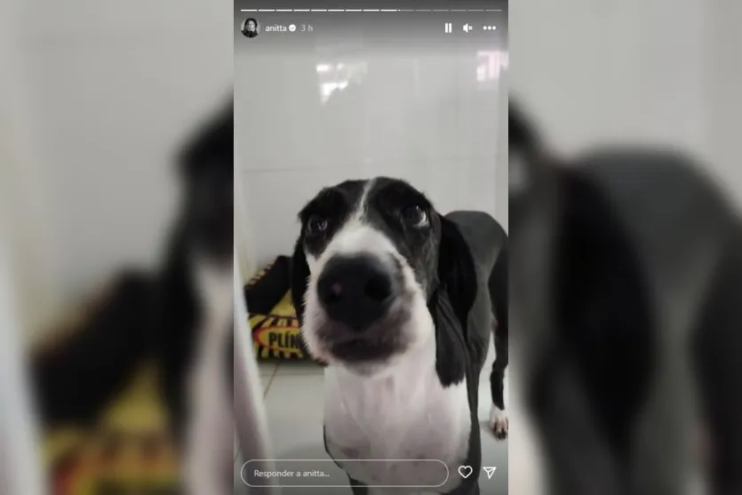 Anitta é mordida por cachorros ao tentar separar briga; veja imagens