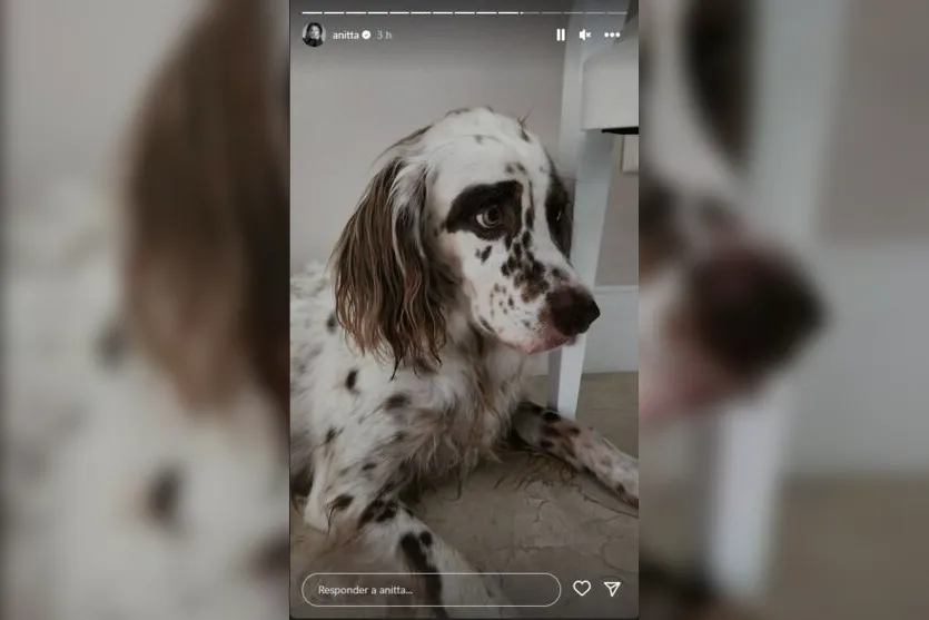 Anitta é mordida por cachorros ao tentar separar briga; veja imagens