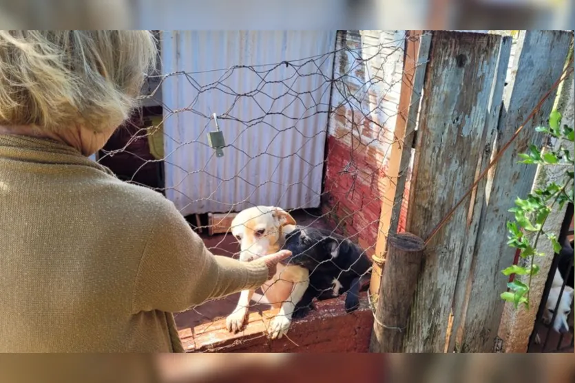  Aos 82 anos, Júlia Bortolassi dedica boa parte do dia para cuidar de 40 cães em uma chácara 