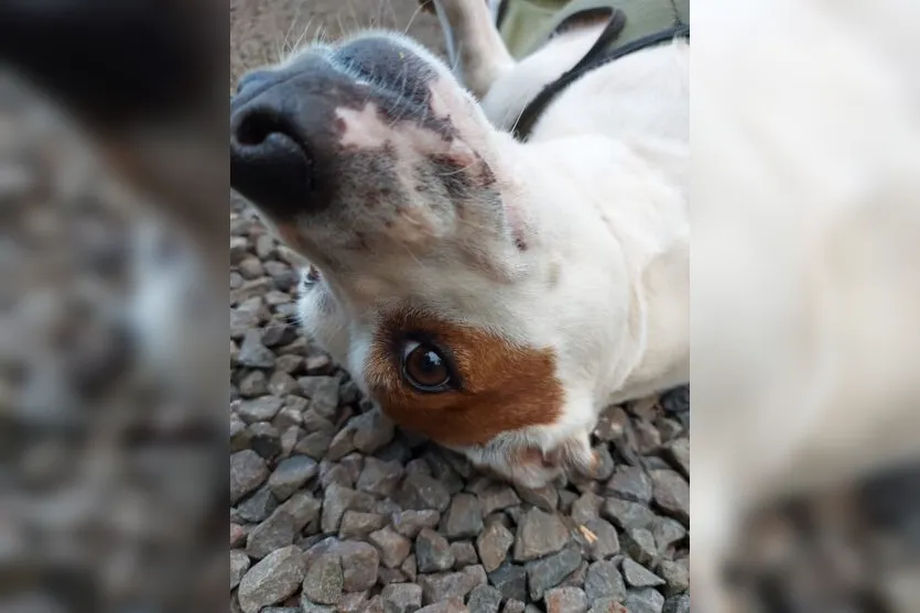  Branquela fugiu  no dia 18 de dezembro, de uma chácara na região do Belvedere. 