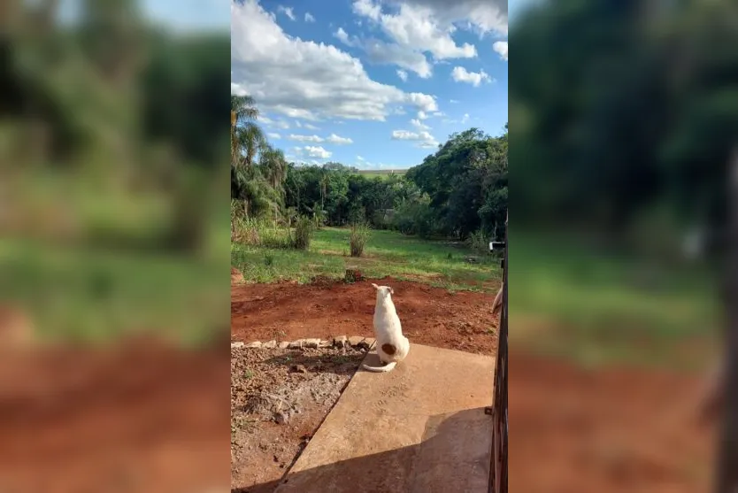  Branquela fugiu  no dia 18 de dezembro, de uma chácara na região do Belvedere. 
