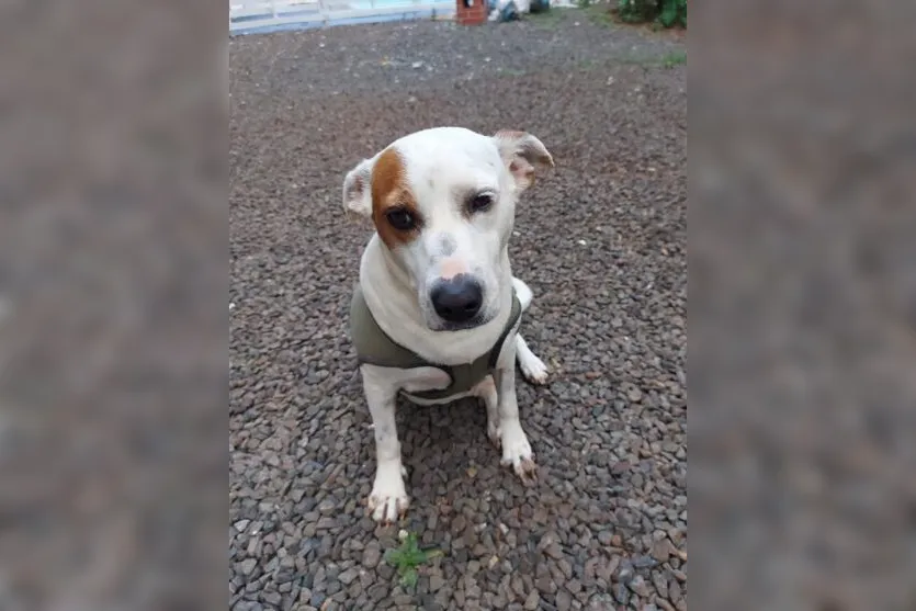  Branquela, passou recentemente por uma cirurgia de um câncer de mama e precisa de cuidados. 