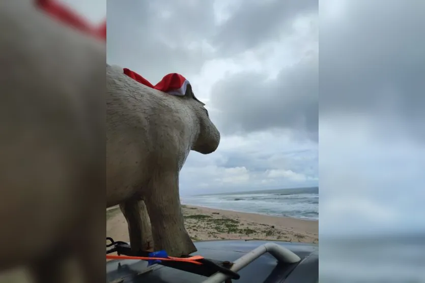 'Capivara da Estrada' chega a Balneário Camboriú; veja