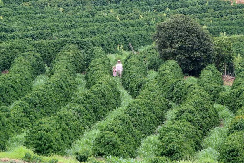  Financiamentos beneficiaram a 2.075 projetos em diversas atividades do setor agropecuário no estado 