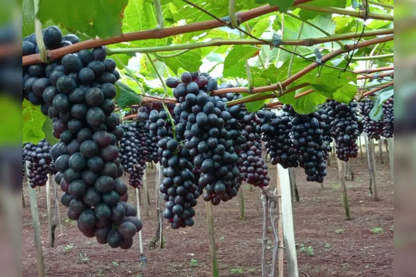  Os preços, que já estiveram na casa de R$ 7/kg nas primeiras semanas, estão agora na casa de R$ 5 